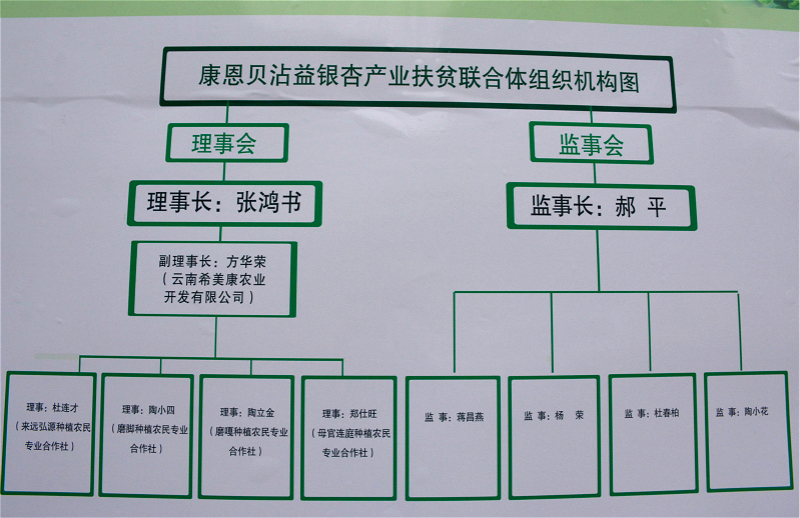 沾益银杏产业扶贫联合体揭牌成立 - 县区新闻 