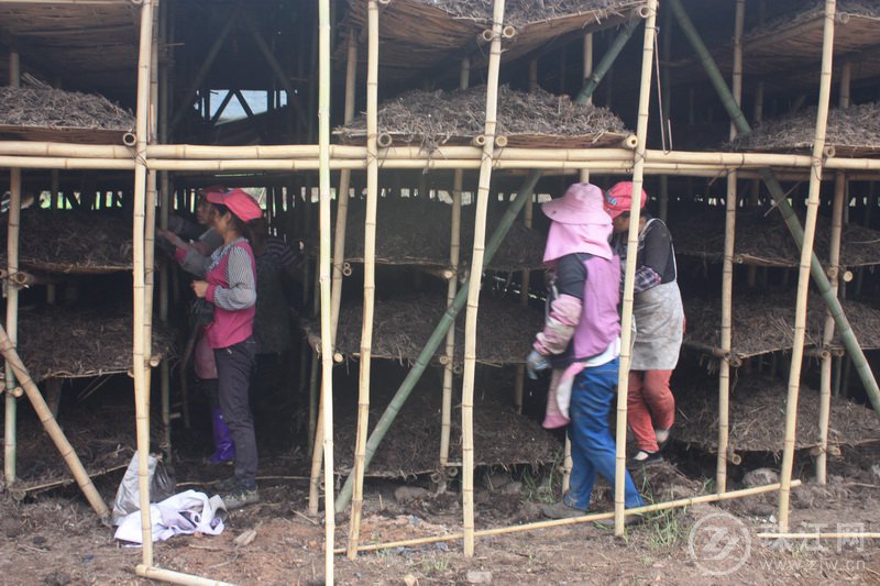 宣威市东山镇:大棚姬松茸初播种 铺就脱贫致富