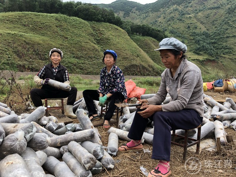 会泽县上村乡冬木耳种植忙