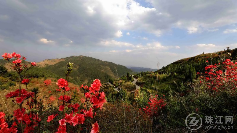 富村镇杜鹃花开满山红 - 视觉 - 珠江网-曲靖.珠江源