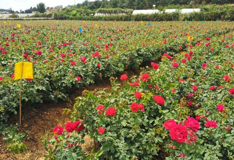 是"玫瑰花"最青睐的地方,走进旧县街道嘉华食用玫瑰种植基地