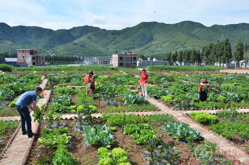 宝云街道家庭生态农场认筹收菜进行时