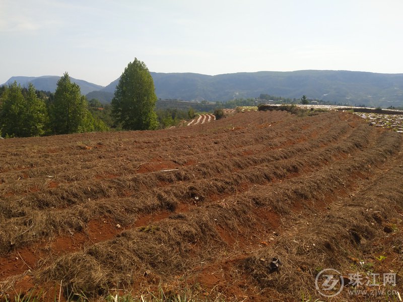 宣威市双河乡大桥村:种养结合 合作社带领村民走出致富新路子